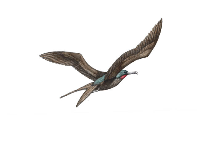 Frigate bird in flight (Eocene Epoch).