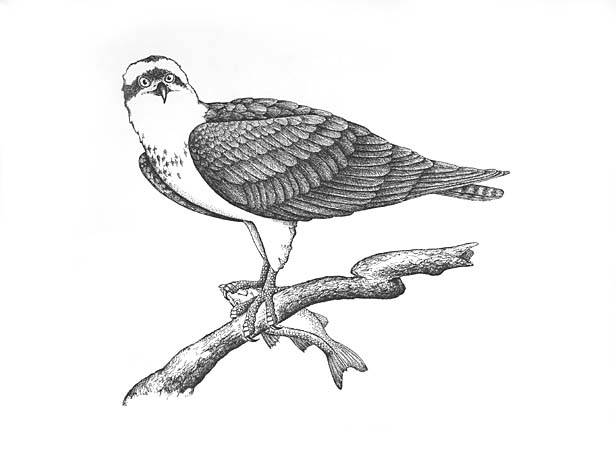 An osprey perched on a limb with a fish in its talons.