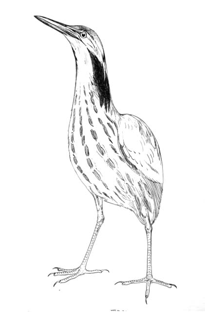 an American bittern (Botaurus lentiginosus)
