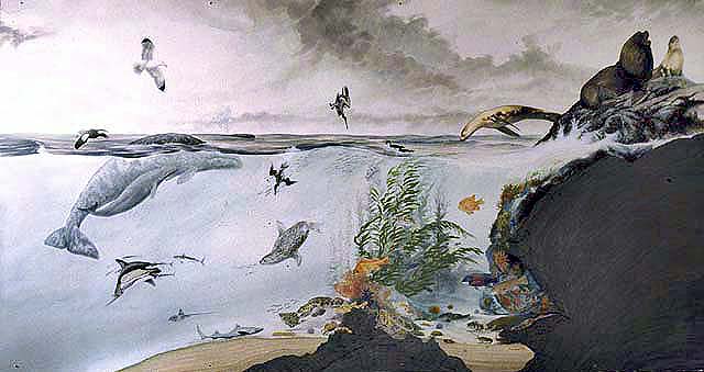 Marine flora and fauna found at Channel Islands National Park.