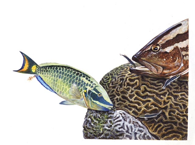 Fish-cleaning fish: a parrotfish (left) ingests some of the hard coral skeletons as it feeds on algae attached to a coral. It deposits and estimated one ton of sand per acre per year. Small sharknose goby eat parasites from a Nassau grouper top right.