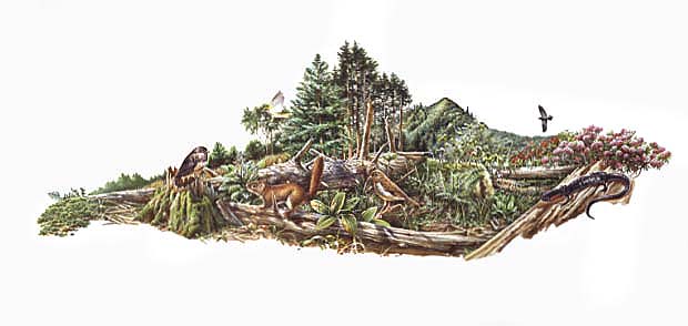 Illustration of a Spruce-Fir Forest environment shows the typical flora and fauna of Great Smoky Mountains National Park