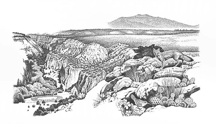 Flora, fauna, and terrain along the Tyuonyi Overlook Trail. Scene depicts a mesa top overlooking Frijoles Canyon and the ruins of Tyuonyi. Unidentified desert flora, a Canyon wren and a fox are shown in the foreground.