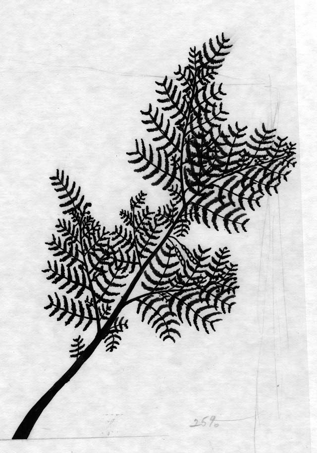 silhouette of Whitehorn acacia