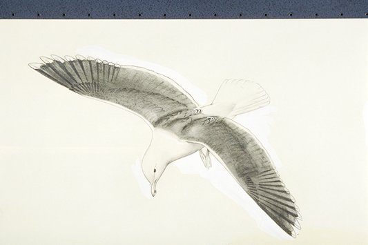 A Western gull in flight.