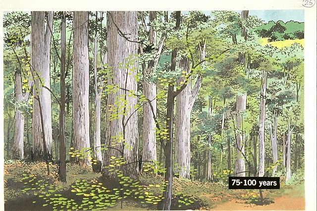 Changes in the Forest series ##25, #26, and #27: After seventy-five to one hundred years the abandoned farm and field have reverted back to an oak-hickory forest.