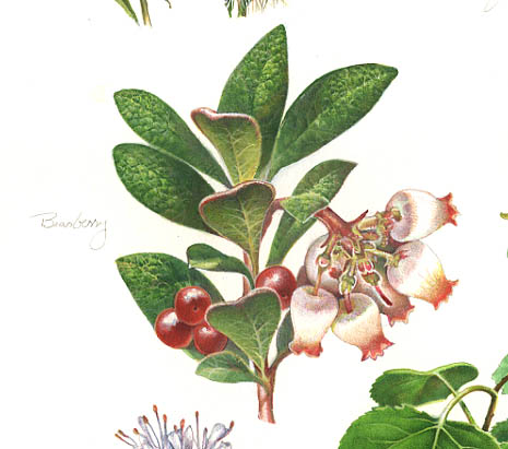 detail of a Red-fruit Bearberry branch, leaves, flowers and berries