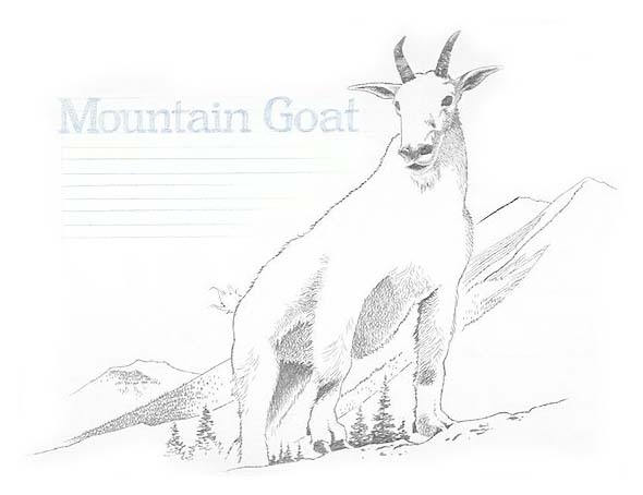 Mountain goat