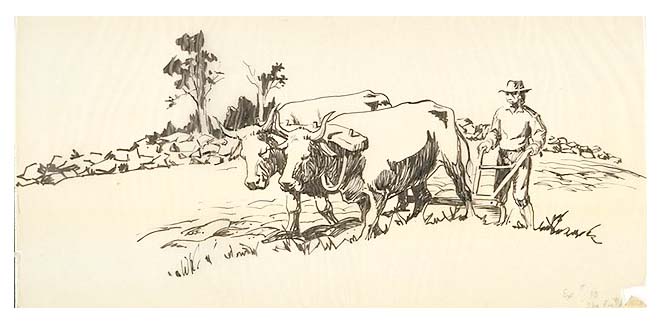 Colonial farmer plowing a field using a team of yoked oxen.