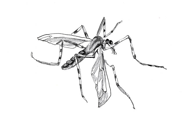 a salt marsh mosquito