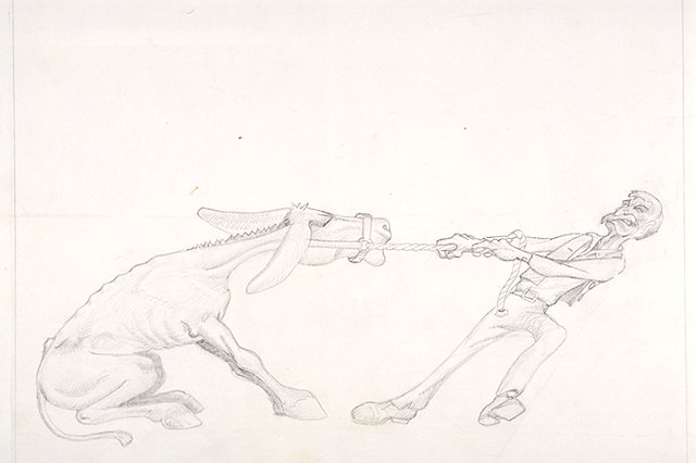 Donkey or mule balking.