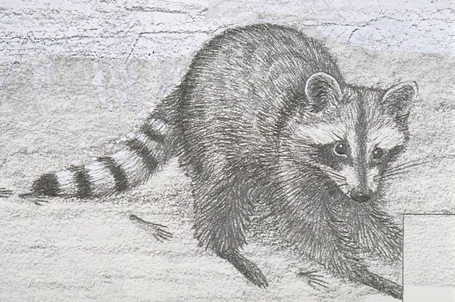 a Raccoon