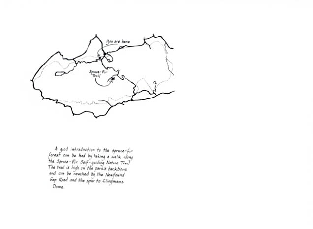 Meadow section. Spruce-fir Nature Trail notebook page.