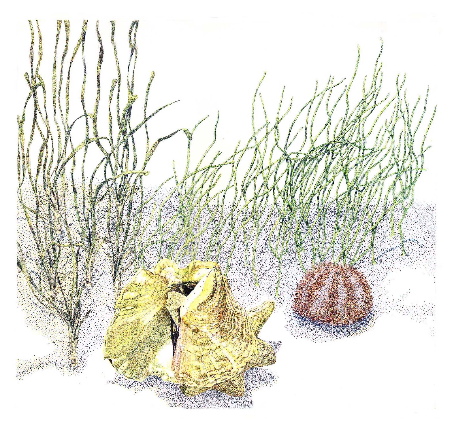 Turtle grass, Manatee grass, Queen conch, and a Green urchin