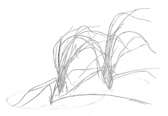 American beach grass (Amophila breviligulata)