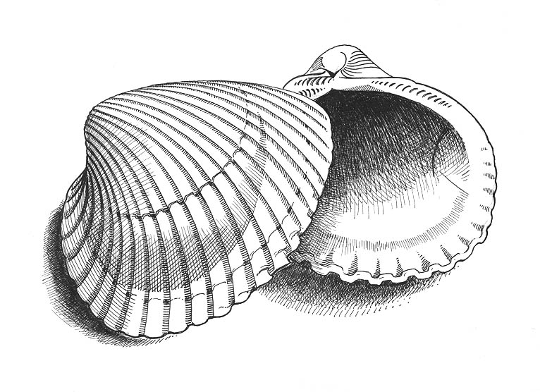 Ark shell