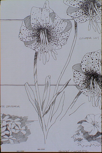 Flora found on Hurricane Ridge in Olympic National Park: Columbia lily.