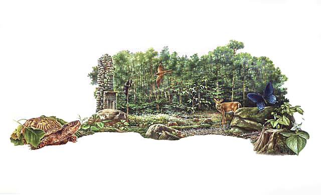 Illustration of a Cove Hardwood Forest environment shows the typical flora and fauna of Great Smoky Mountains National Park