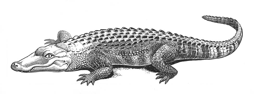 an alligator