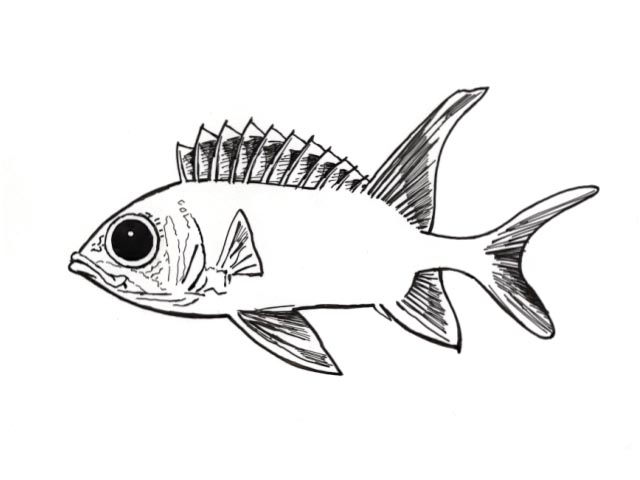 a Squirrelfish (Holacentrus rutus)