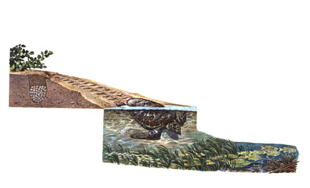 Sea turtle nest employing above and below waterline technique and a cut-away of nest showing the eggs, a Hawksbill female re-entering the water with grasses and schools of Grunts feeding on the reef.