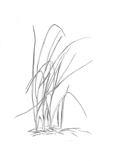 Cordgrass (Spartina alterniflora)