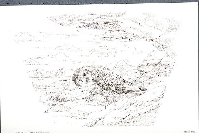 Peregrine falcon life cycle: March through May mothers incubate eggs.