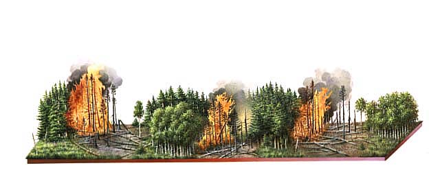 Illustration depicts fire and forest generations in the Greater Yellowstone area: