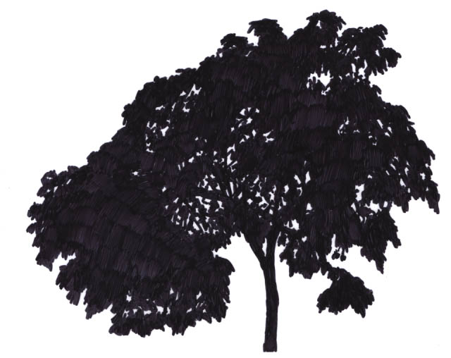 Silhouette of a Kukui.