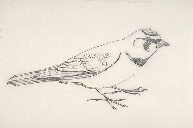 a Horned lark (Eremophila alpestris)