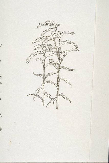 Goldenrod (Solidago)