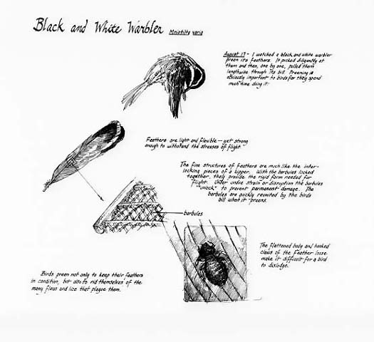 Pine-oak section. Black-and-white warbler notebook page.