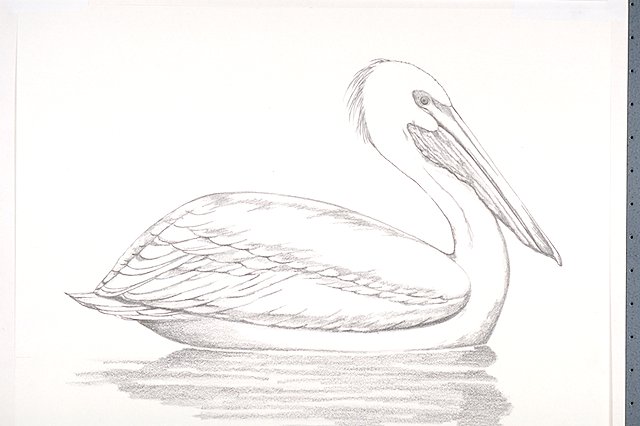 a White pelican
