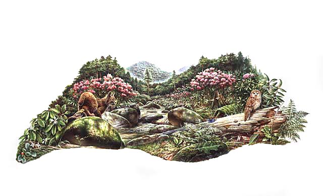 Illustration of a Hemlock Forest environment shows the typical flora and fauna of Great Smoky Mountains National Park