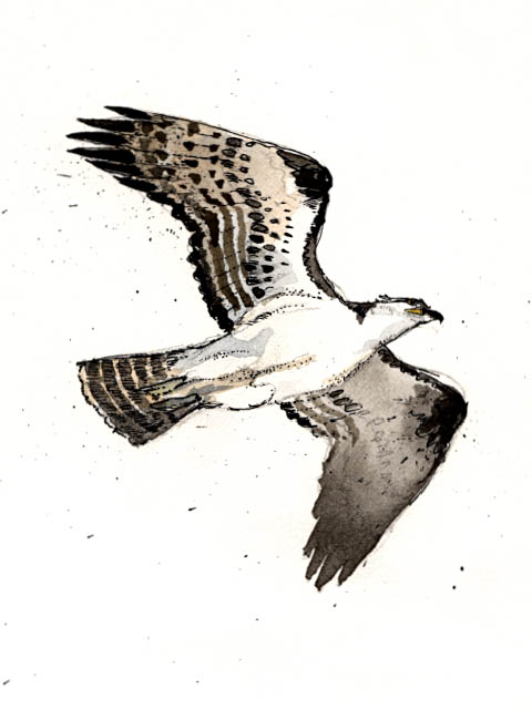 Osprey in flight.