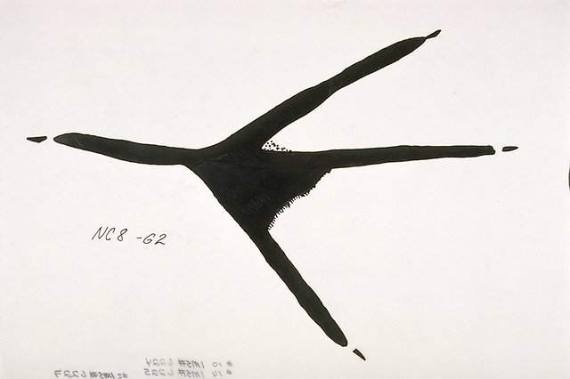 Great Blue heron tracks