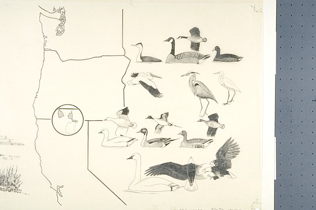 Split panel depicts a map of the Pacific Flyway showing the location of the Klamath River Refuges; a map of the Klamath Basin Wildlife Refuges, showing their relation to Lava Beds National Monument; and a seasonal identification chart showing representative species according to seasons of the year