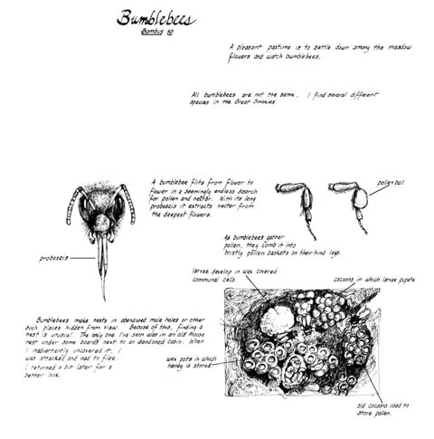 Meadow section. Bumblebee notebook page.