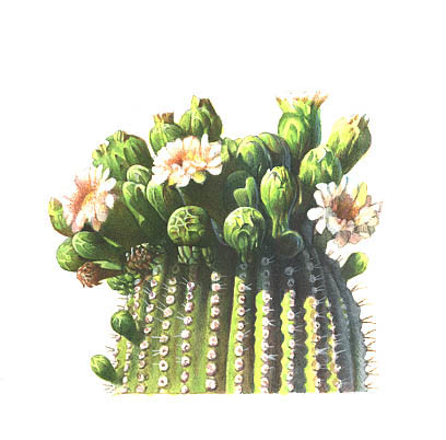 detail of a Saguaro cactus