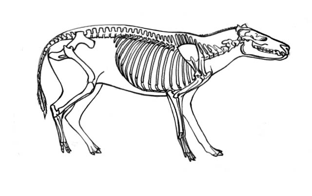 A Hyracotherium, a prehistoric mammal of the Eocene Epoch, with its skeletal structure highlighted.