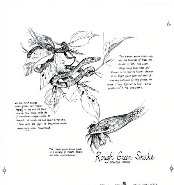 Flood plain section. Rough Green snake notebook page.