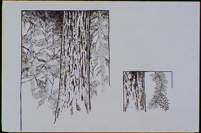 Split panel shows a Douglas fir trunk (left) and detail of bark, needles, and a cone of a Douglas fir (right).