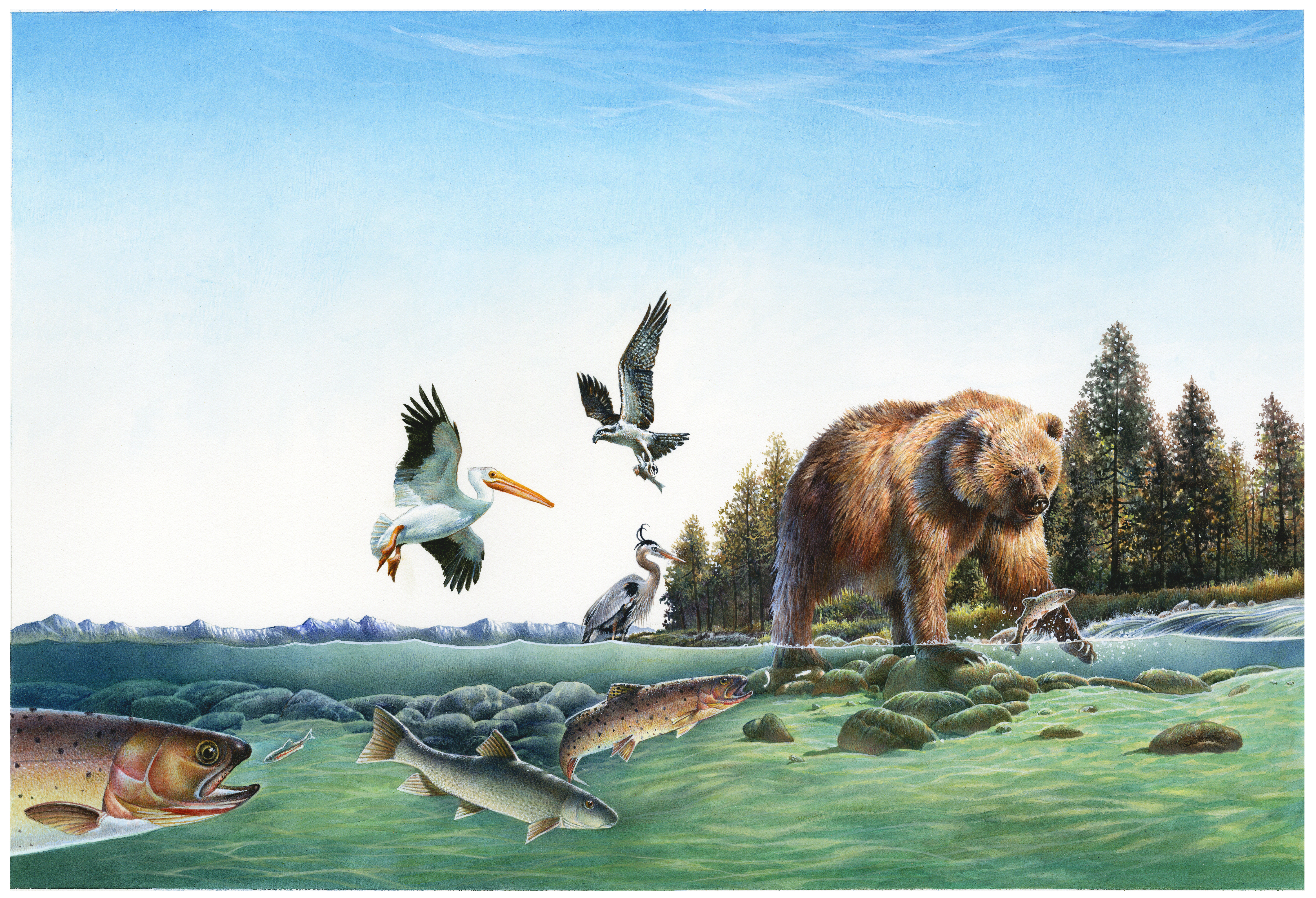 Illustration depicts an above and below the water line scene of a natural fishery or water wilderness along the Yellowstone River