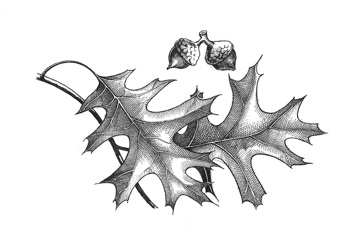 leaves and acorns of a Northern pin oak (Quercus ellipsoidalis)