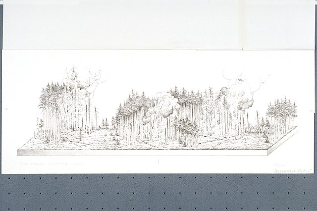 Illustration depicts a forest fire and the succession stages of a Lodgepole pine forest after a fire