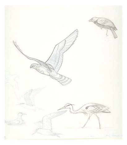 Illustrated on both sides of paper: (recto) Great blue heron, osprey in flight and an unidentified bird; (verso) terns both nesting and in flight and an osprey in flight.