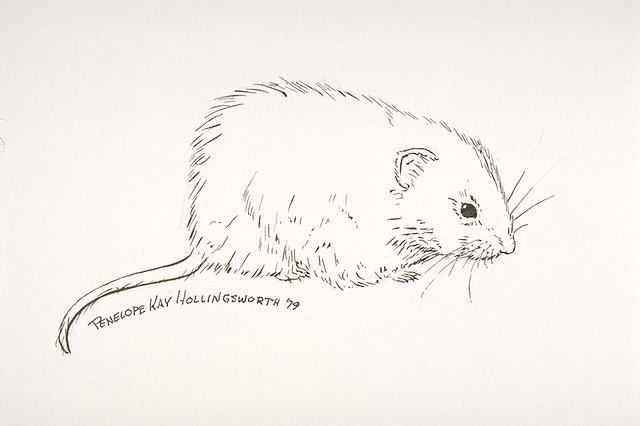 a Meadow vole (Microtus pennsylvanicus)