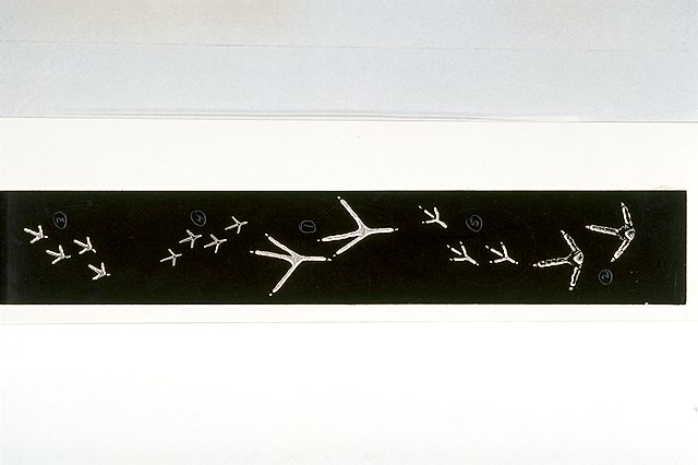 Two part illustration of tracks made by animal species common to LBJ State Park (top); traces made by bird species common to LBJ State Park (bottom).