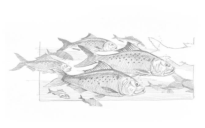 a school of Menhaden (fish)