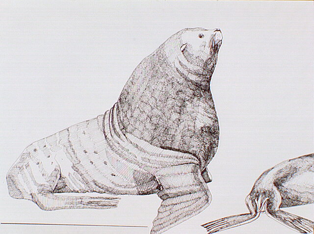 Steller sea lion